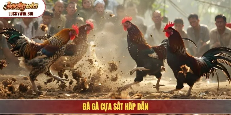 Đá gà cựa sắt hấp dẫn