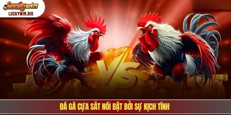 Đá gà cựa sắt nổi bật bởi sự kịch tính