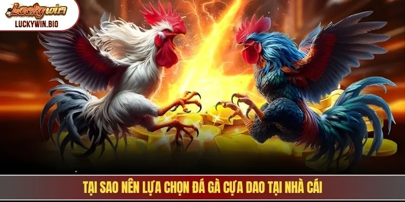 Tại sao nên lựa chọn đá gà cựa dao tại nhà cái